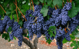 Mont Sainte-Victoire grapes, Provence wine tasting