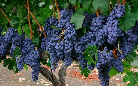 Mont Sainte-Victoire grapes, Provence wine tasting
