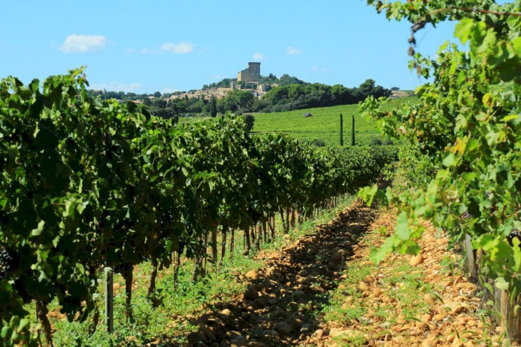 Chateauneuf-du-pape vineyards in Provence 