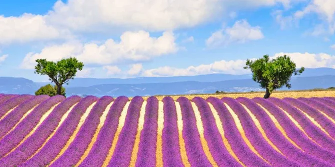 Lavender Fields of Provence