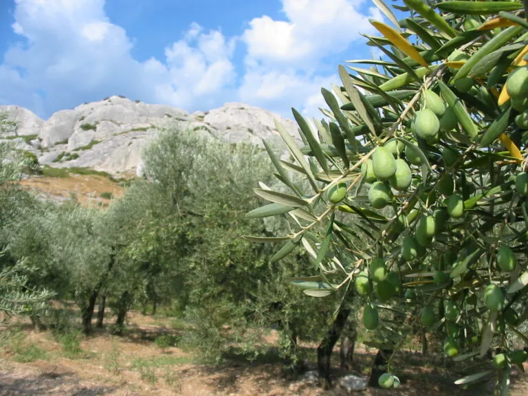 Oliviers in Les Alpilles