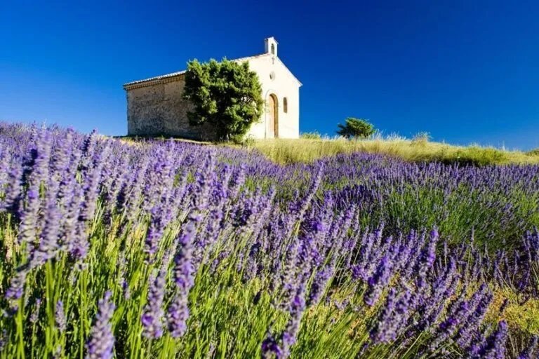 chapel with lavender field, plateau de valensole, provence, france