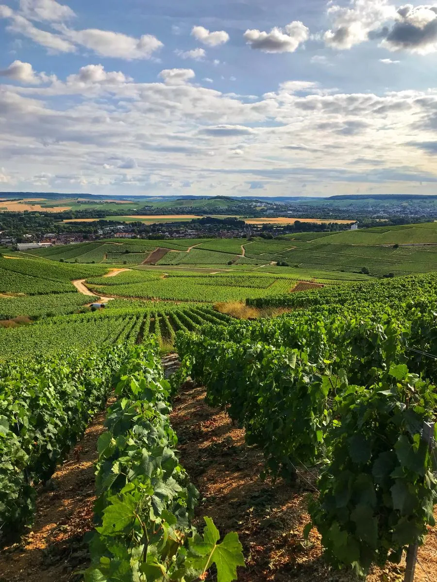 Walking in vineyards of Champagne
during Champagne Producers Private tour 