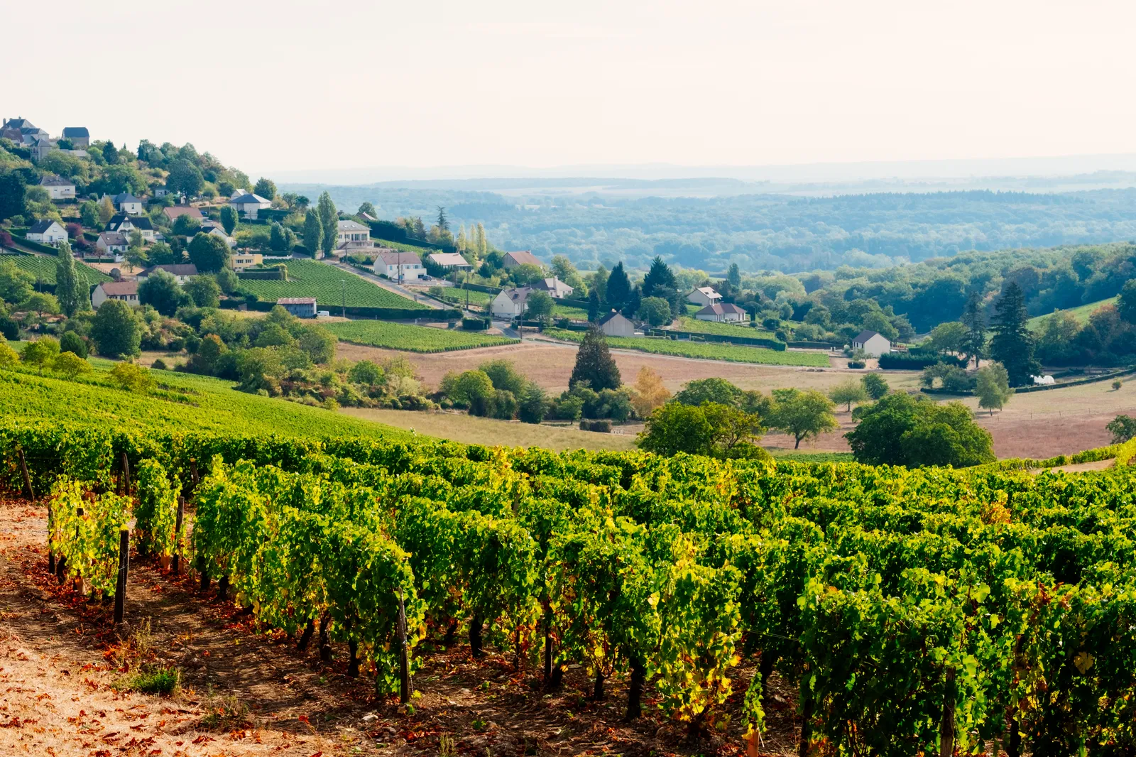 Green Vineyard in Loire Valley
